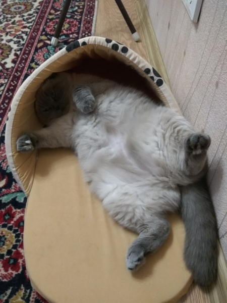 Кошки в нашей жизни. Кошки и все, что с ними связано.