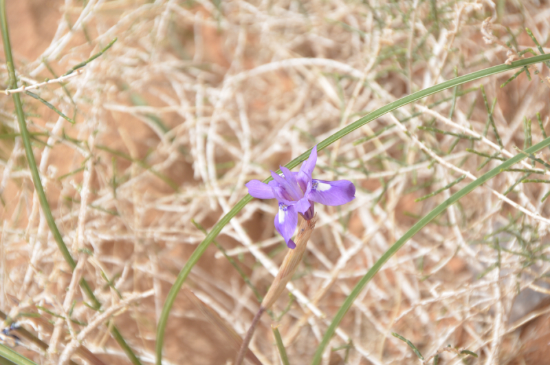 Иордания: Хождение за два моря!