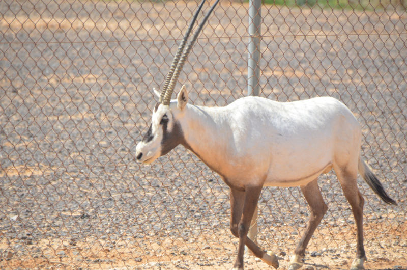 Иордания: Хождение за два моря!