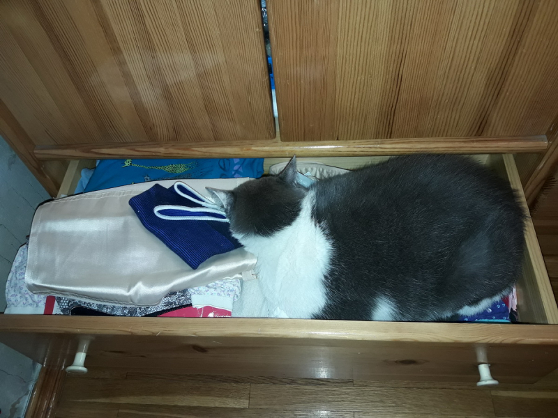 Кошки в нашей жизни. Кошки и все, что с ними связано.