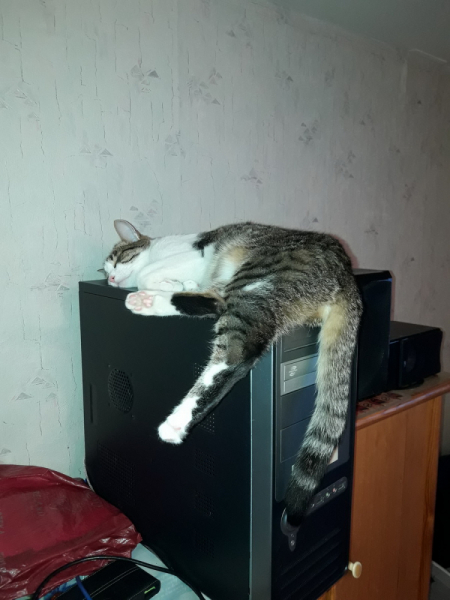 Кошки в нашей жизни. Кошки и все, что с ними связано.