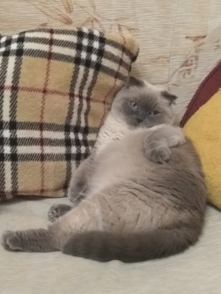 Кошки в нашей жизни. Кошки и все, что с ними связано.