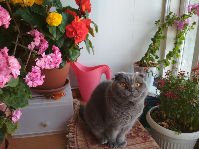 Кошки в нашей жизни. Кошки и все, что с ними связано.