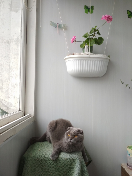 Кошки в нашей жизни. Кошки и все, что с ними связано.