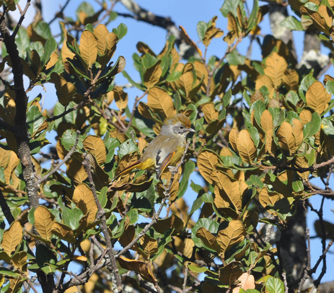 Музей культуры донгма