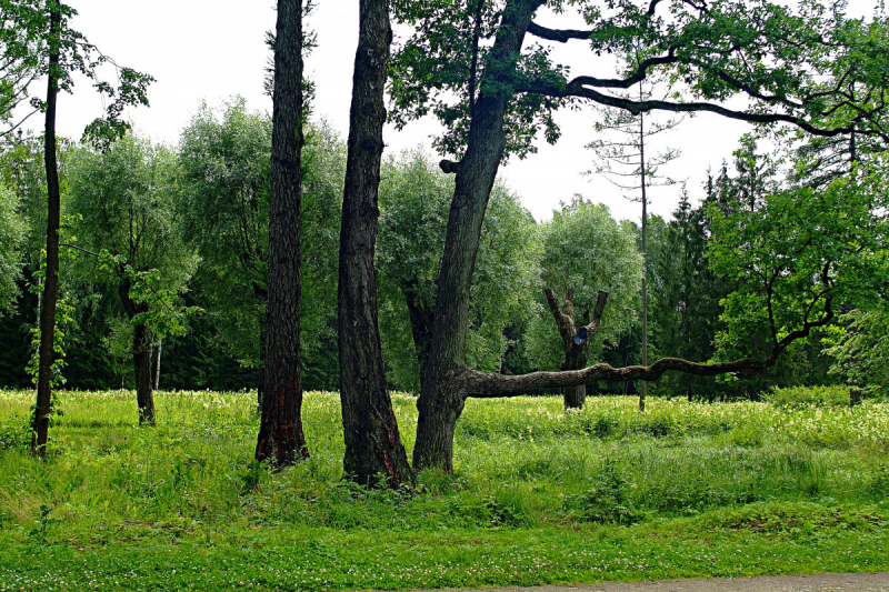 Форты Кронштадта, Баболовская ванна,Батарея на Красной Горке,Адамова Голова..