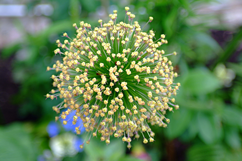 Форты Кронштадта, Баболовская ванна,Батарея на Красной Горке,Адамова Голова..