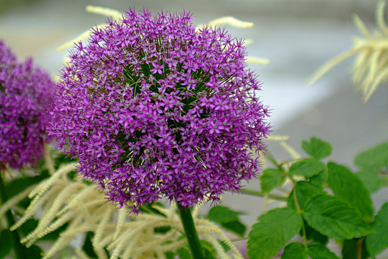 Форты Кронштадта, Баболовская ванна,Батарея на Красной Горке,Адамова Голова..