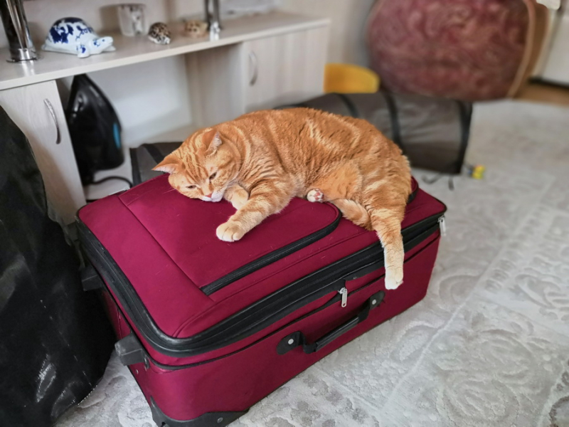 Кошки в нашей жизни. Кошки и все, что с ними связано.