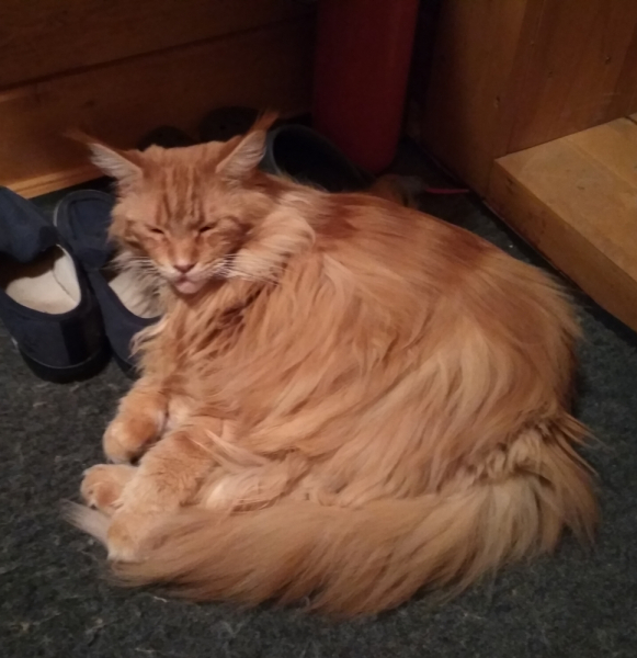 Кошки в нашей жизни. Кошки и все, что с ними связано.