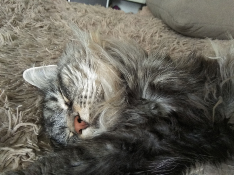 Кошки в нашей жизни. Кошки и все, что с ними связано.