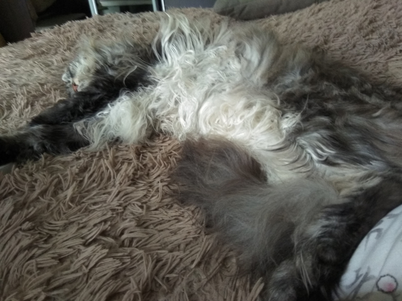 Кошки в нашей жизни. Кошки и все, что с ними связано.