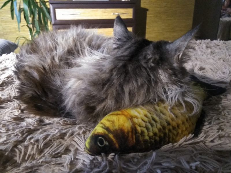 Кошки в нашей жизни. Кошки и все, что с ними связано.