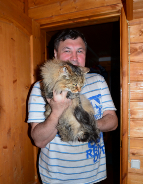 Кошки в нашей жизни. Кошки и все, что с ними связано.