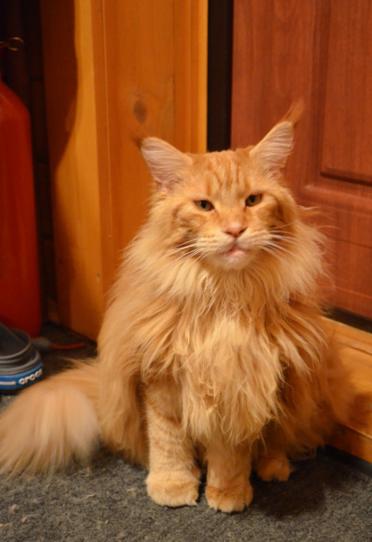 Кошки в нашей жизни. Кошки и все, что с ними связано.