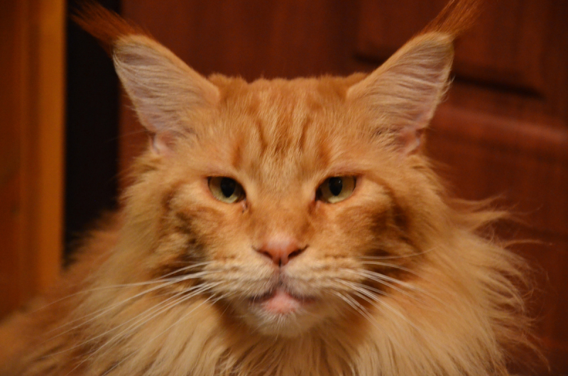 Кошки в нашей жизни. Кошки и все, что с ними связано.