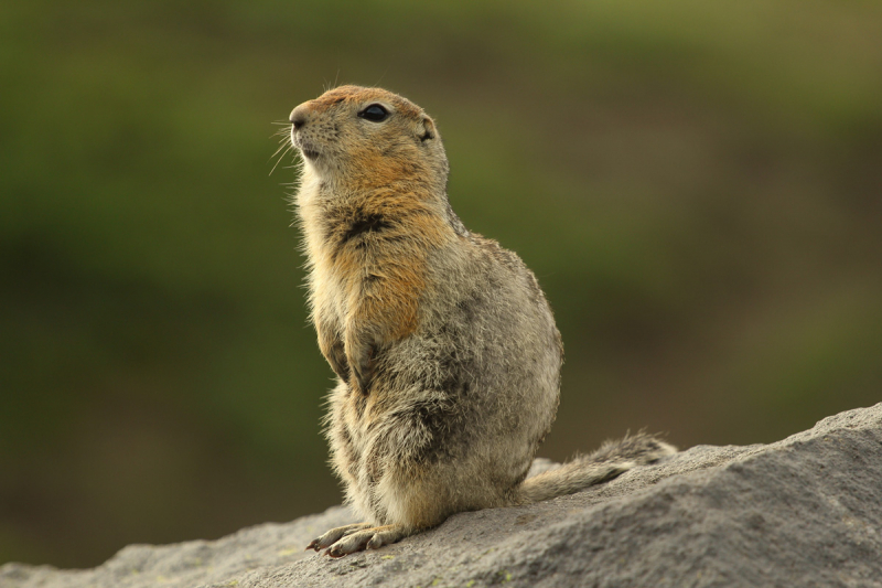 Камчатка. Июль-август 2019
