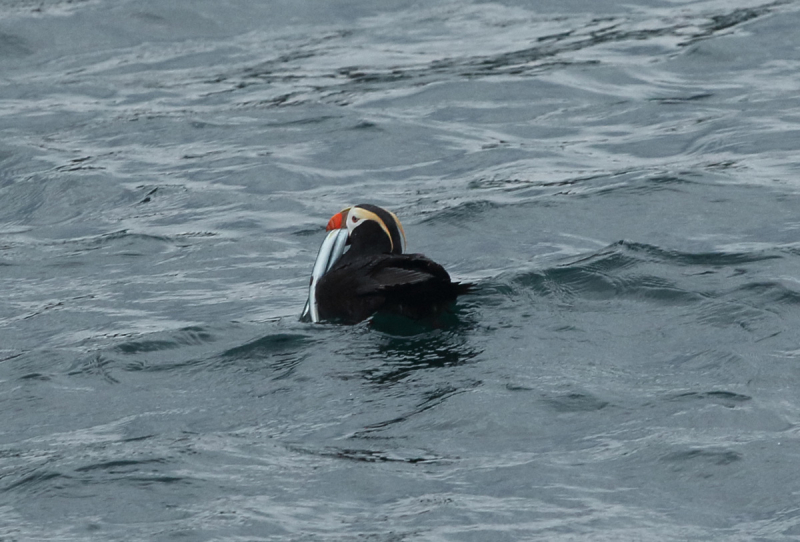 Камчатка. Июль-август 2019