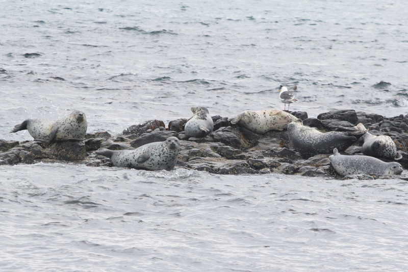 Камчатка. Июль-август 2019