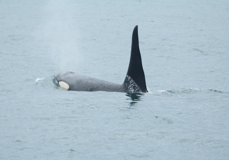 Камчатка. Июль-август 2019
