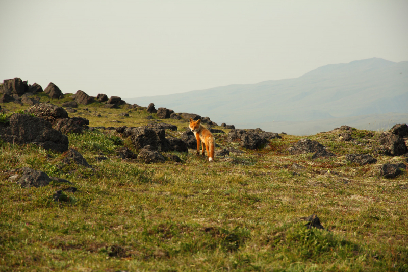 Камчатка. Июль-август 2019