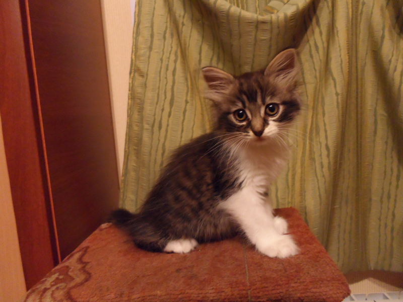 Кошки в нашей жизни. Кошки и все, что с ними связано.