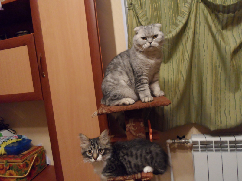 Кошки в нашей жизни. Кошки и все, что с ними связано.