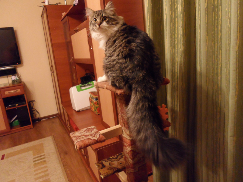 Кошки в нашей жизни. Кошки и все, что с ними связано.