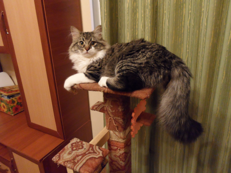 Кошки в нашей жизни. Кошки и все, что с ними связано.