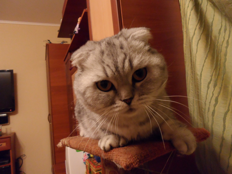 Кошки в нашей жизни. Кошки и все, что с ними связано.