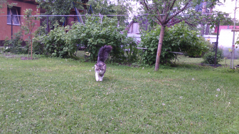 Кошки в нашей жизни. Кошки и все, что с ними связано.