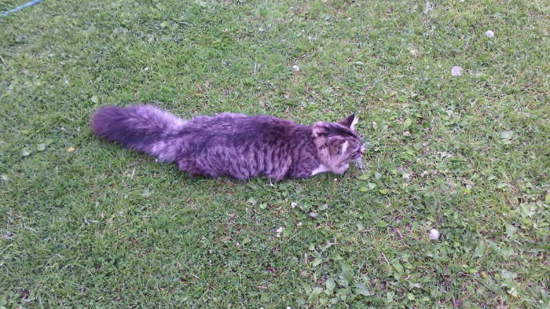 Кошки в нашей жизни. Кошки и все, что с ними связано.