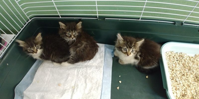 Кошки в нашей жизни. Кошки и все, что с ними связано.