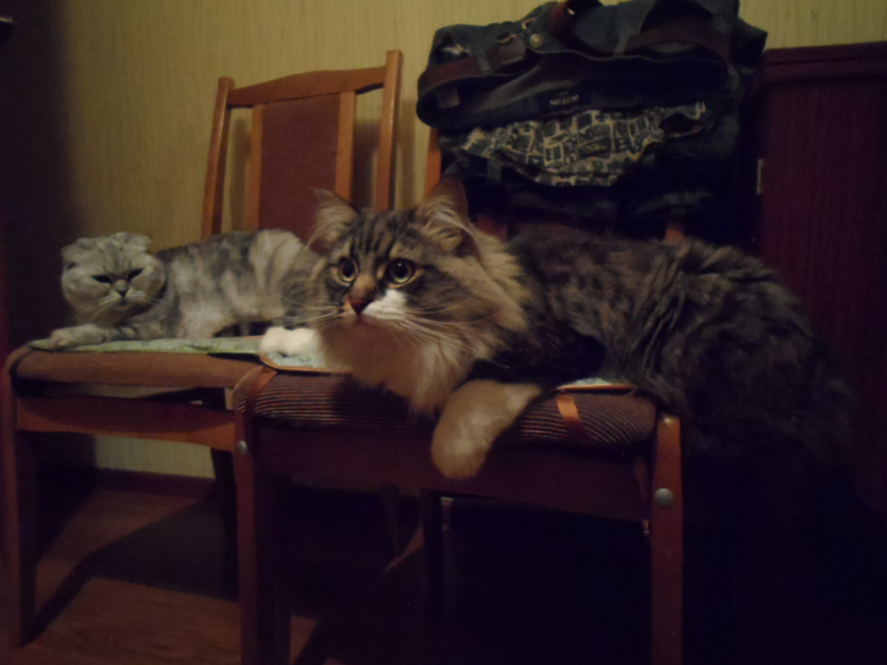 Кошки в нашей жизни. Кошки и все, что с ними связано.