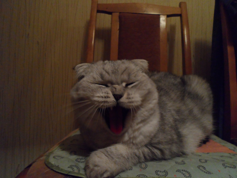 Кошки в нашей жизни. Кошки и все, что с ними связано.