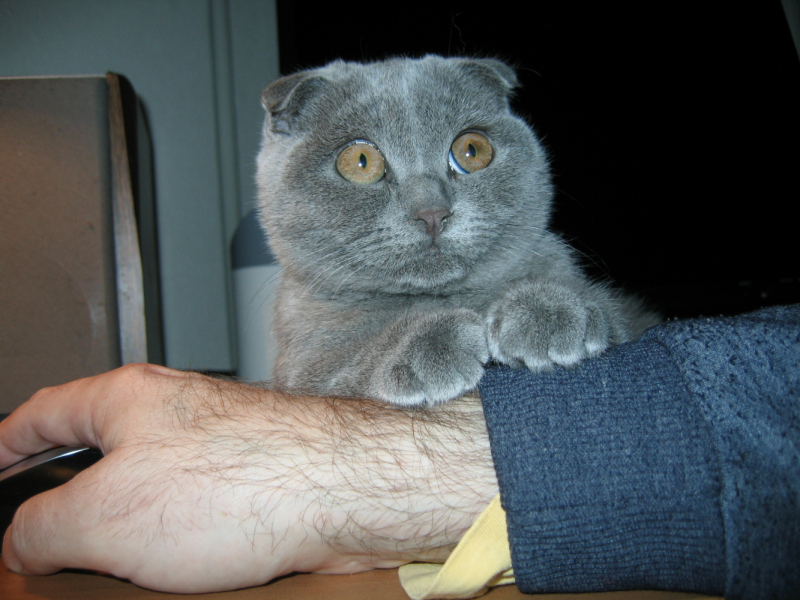 Кошки в нашей жизни. Кошки и все, что с ними связано.