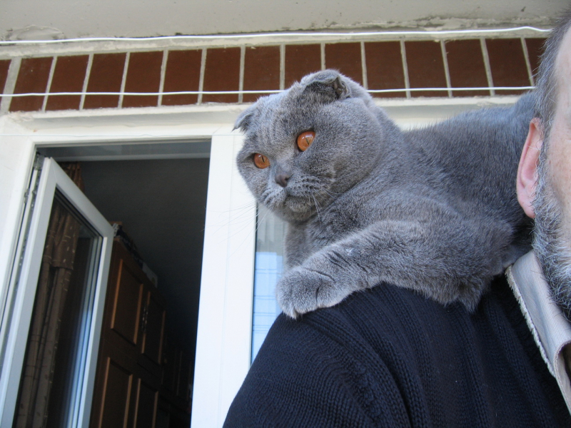 Кошки в нашей жизни. Кошки и все, что с ними связано.