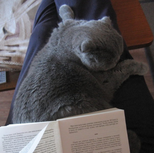 Кошки в нашей жизни. Кошки и все, что с ними связано.