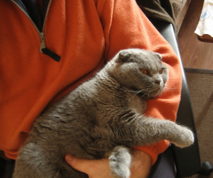 Кошки в нашей жизни. Кошки и все, что с ними связано.