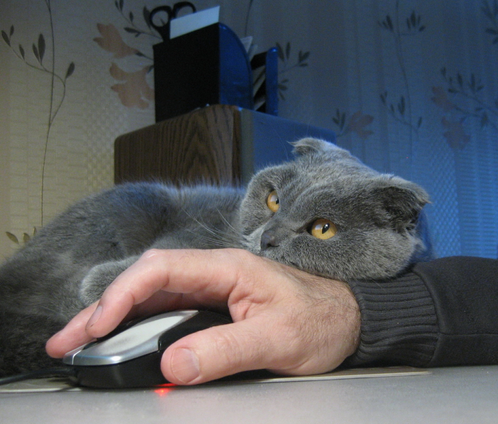 Кошки в нашей жизни. Кошки и все, что с ними связано.