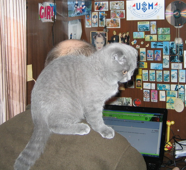 Кошки в нашей жизни. Кошки и все, что с ними связано.