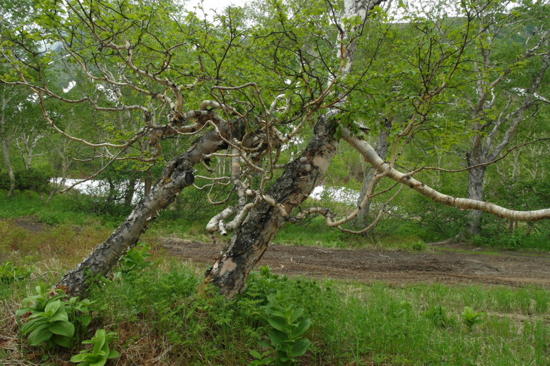 Камчатка в июле 2019 года – практическая информация