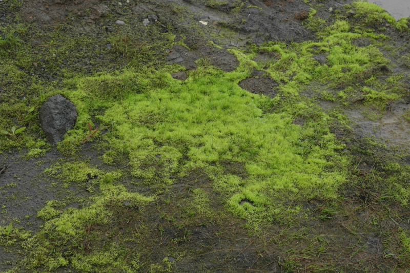 Камчатка в июле 2019 года – практическая информация