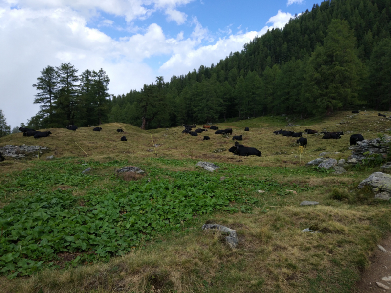 Walker’s Haute Route. Из Шамони в Церматт за 9 дней.