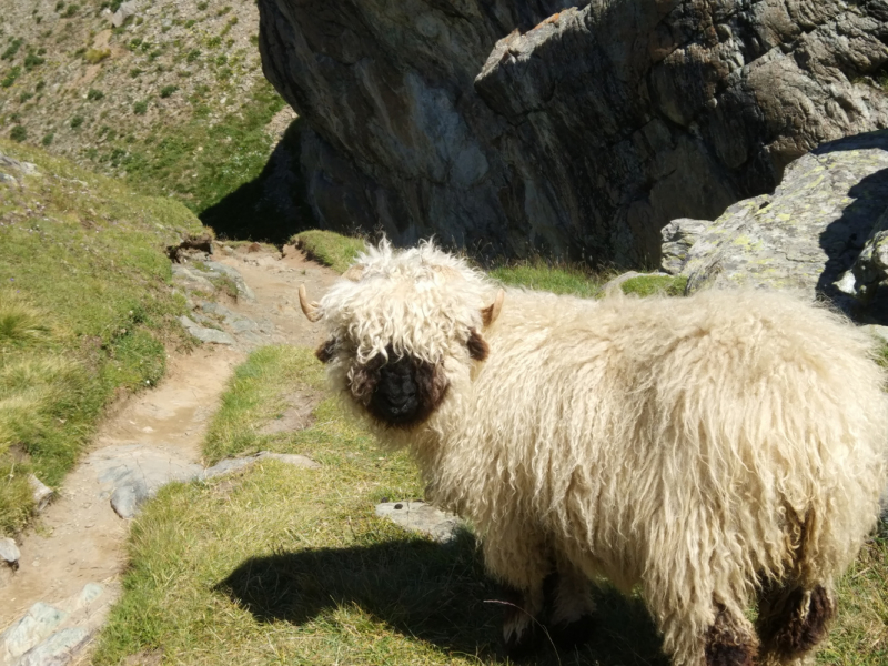 Walker’s Haute Route. Из Шамони в Церматт за 9 дней.