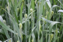 Триптих «Пекин – Лицзян – Чэнду»