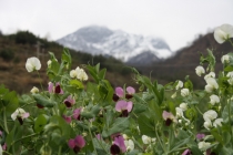 Триптих «Пекин – Лицзян – Чэнду»