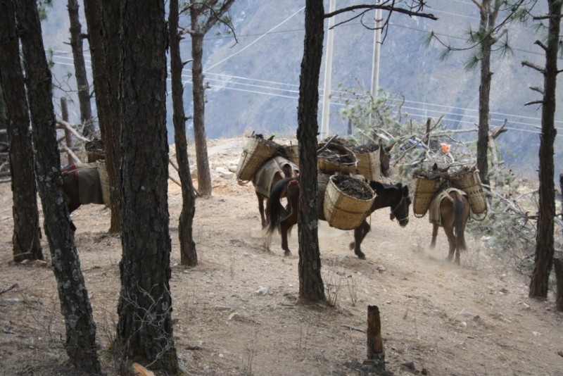 Триптих «Пекин – Лицзян – Чэнду»