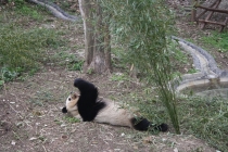 Триптих «Пекин – Лицзян – Чэнду»