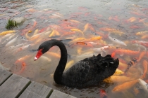 Триптих «Пекин – Лицзян – Чэнду»